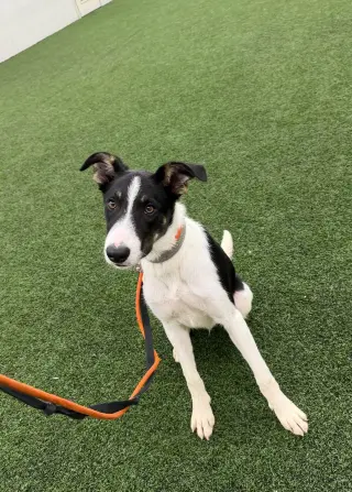 Scout