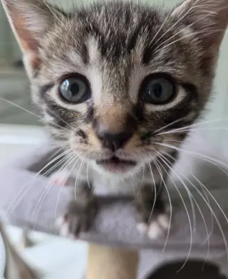 Pepperoni