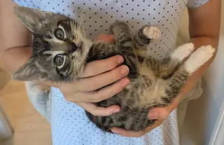 Pepperoni