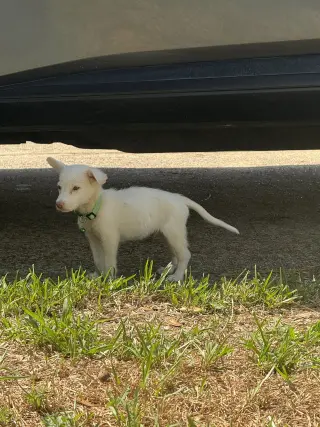 Pablo