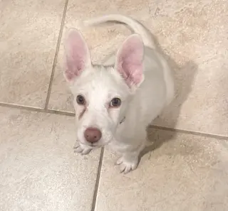 Pablo
