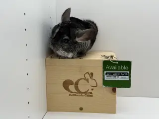 Jerry