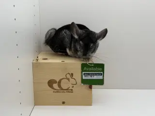 Jerry
