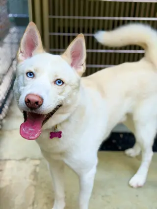 Simba 2