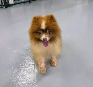 Chocolate Chip