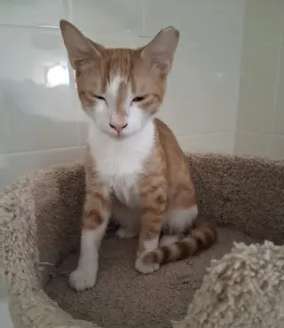 Tobias