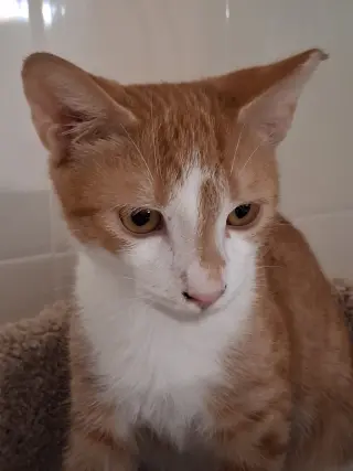 Tobias