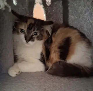 Calypso