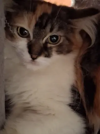 Calypso