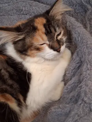 Calypso