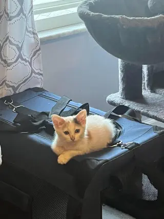 Snowbell (Kitty)