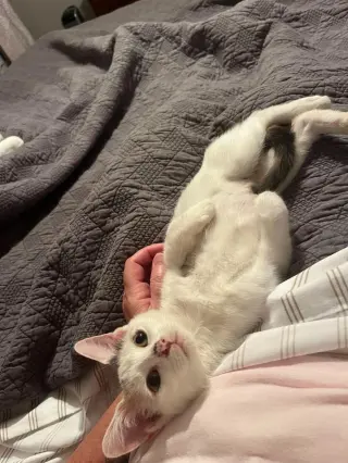 Snowbell (Kitty)