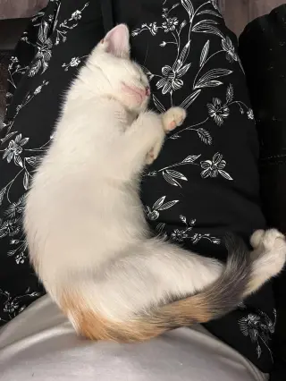 Snowbell (Kitty)