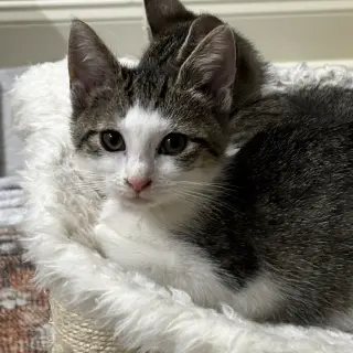 Sammie