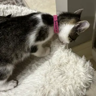 Sammie