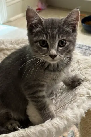 Charlie M