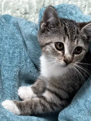 Bobbie