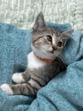 Bobbie
