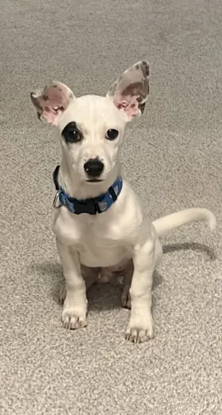 Nacho