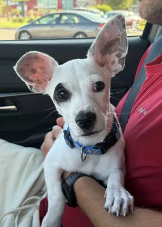 Nacho