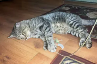 Vinnie