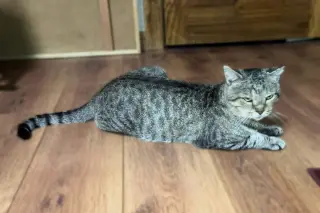 Vinnie