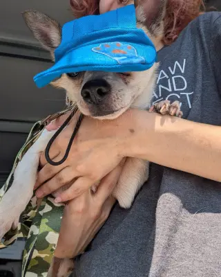 Bugsy