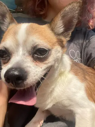 Bugsy