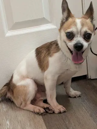 Bugsy