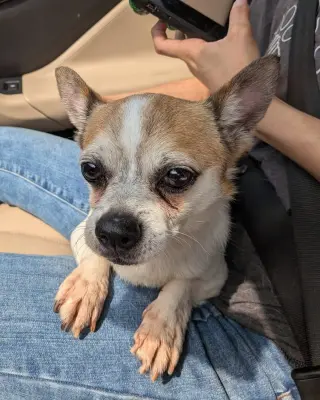 Bugsy