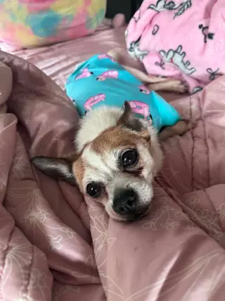 Bugsy
