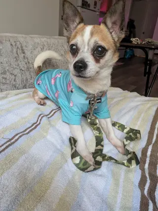 Bugsy