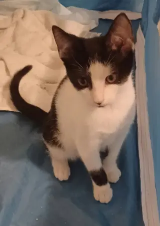 Oreo *