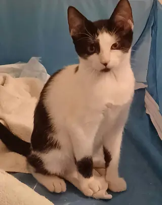 Oreo *