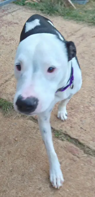 Emma aka Little Dog: Not at shelter (Ron)