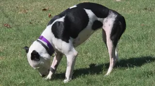 Emma aka Little Dog: Not at shelter (Ron)
