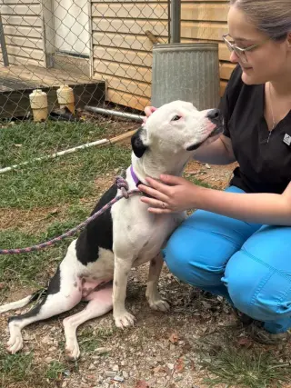Emma aka Little Dog: Not at shelter (Ron)