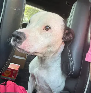Emma aka Little Dog: Not at shelter (Ron)