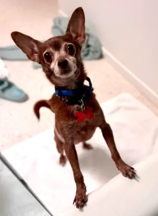 Yogi