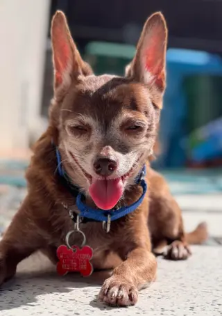Yogi