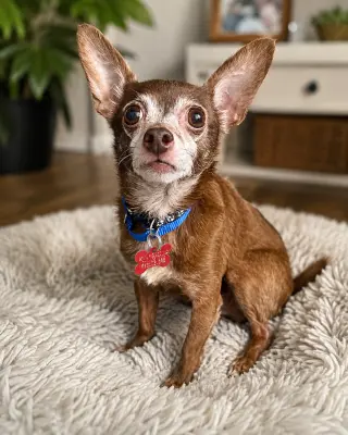 Yogi