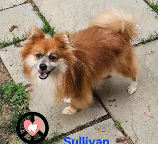 Sullivan