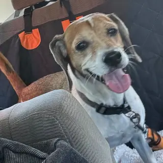 Daisy