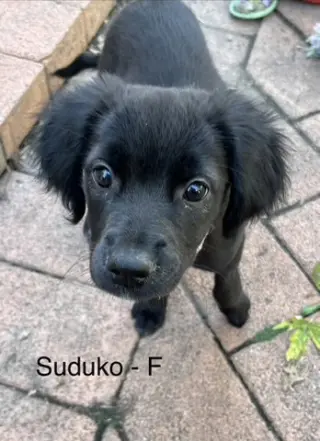 Sodoku