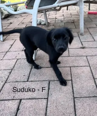 Sodoku