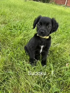 Sodoku