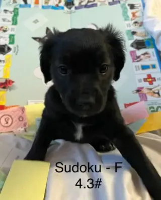 Sodoku