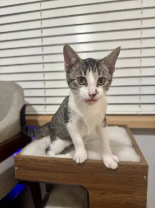 Penelope