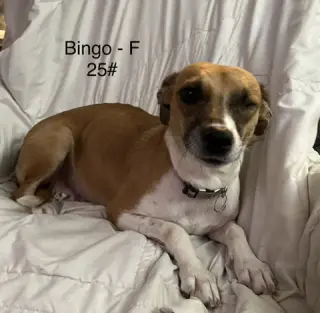 Bingo