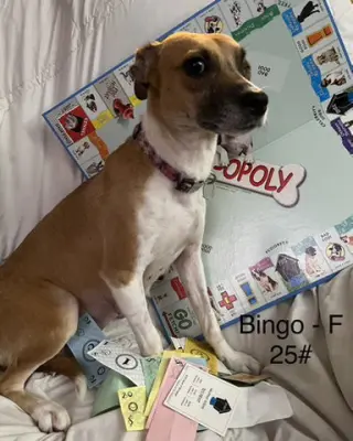 Bingo